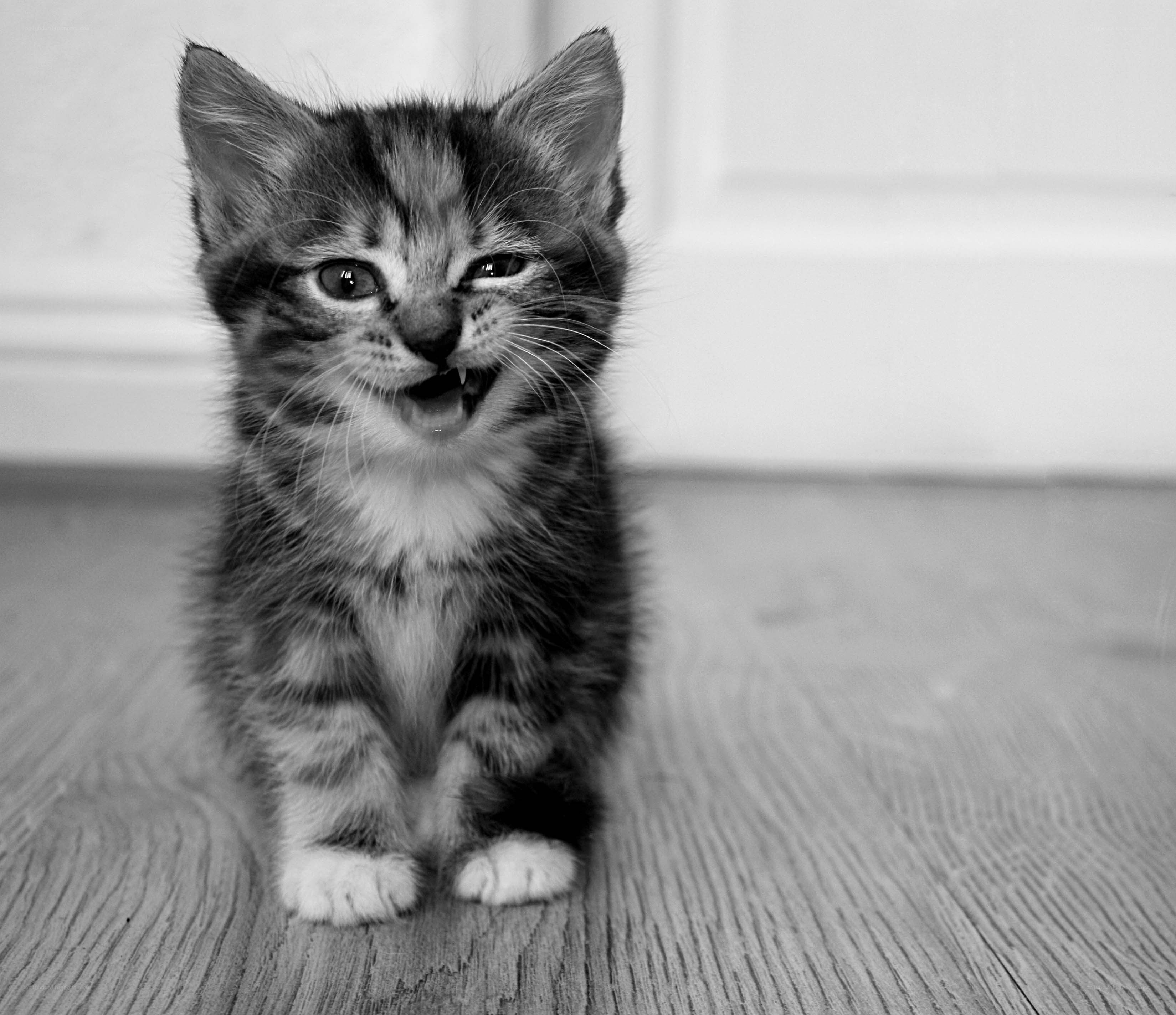 kitten with open mouth