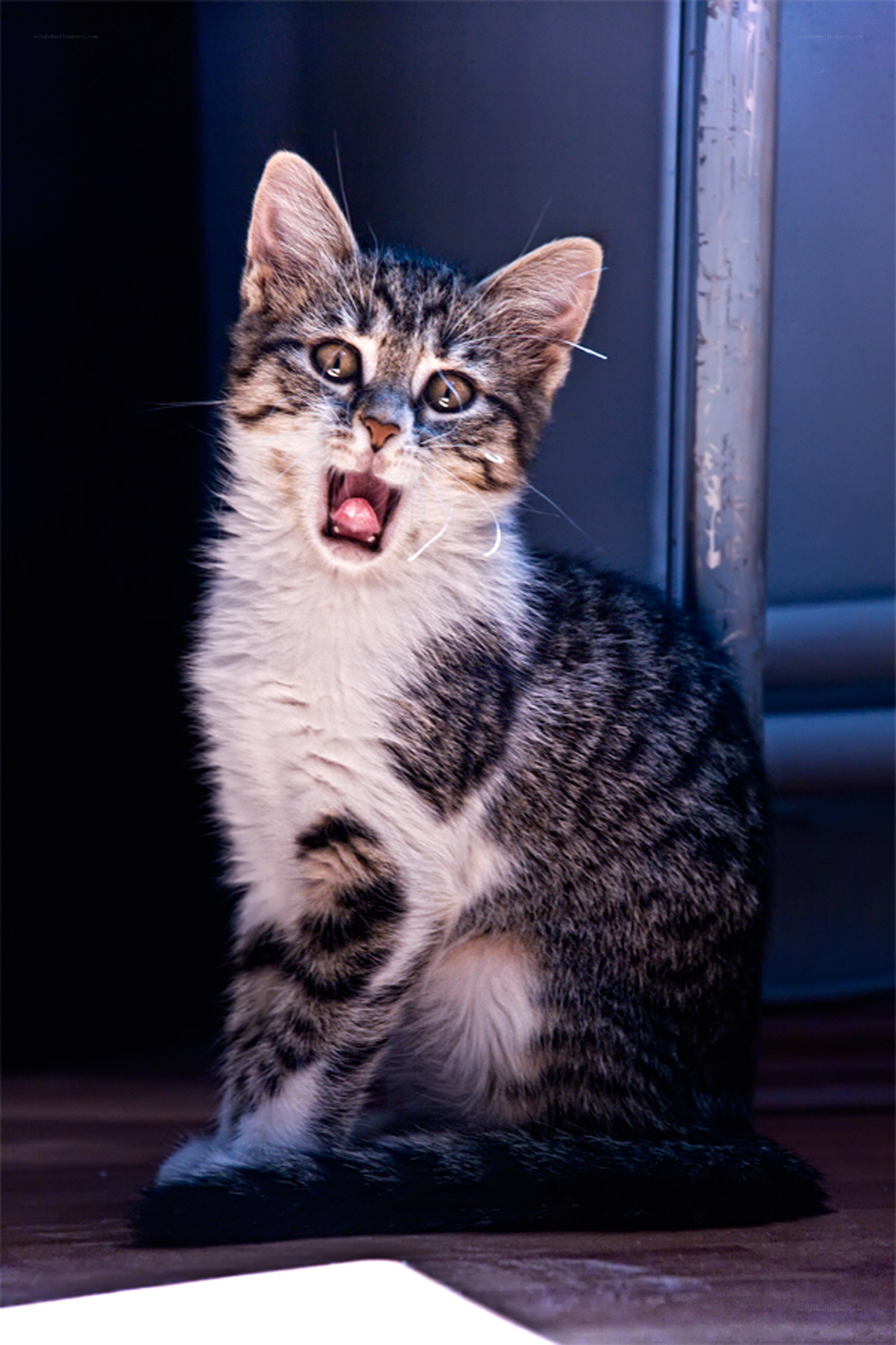 kitten with open mouth