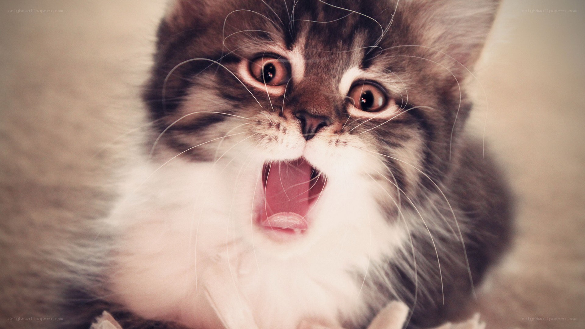 kitten with open mouth