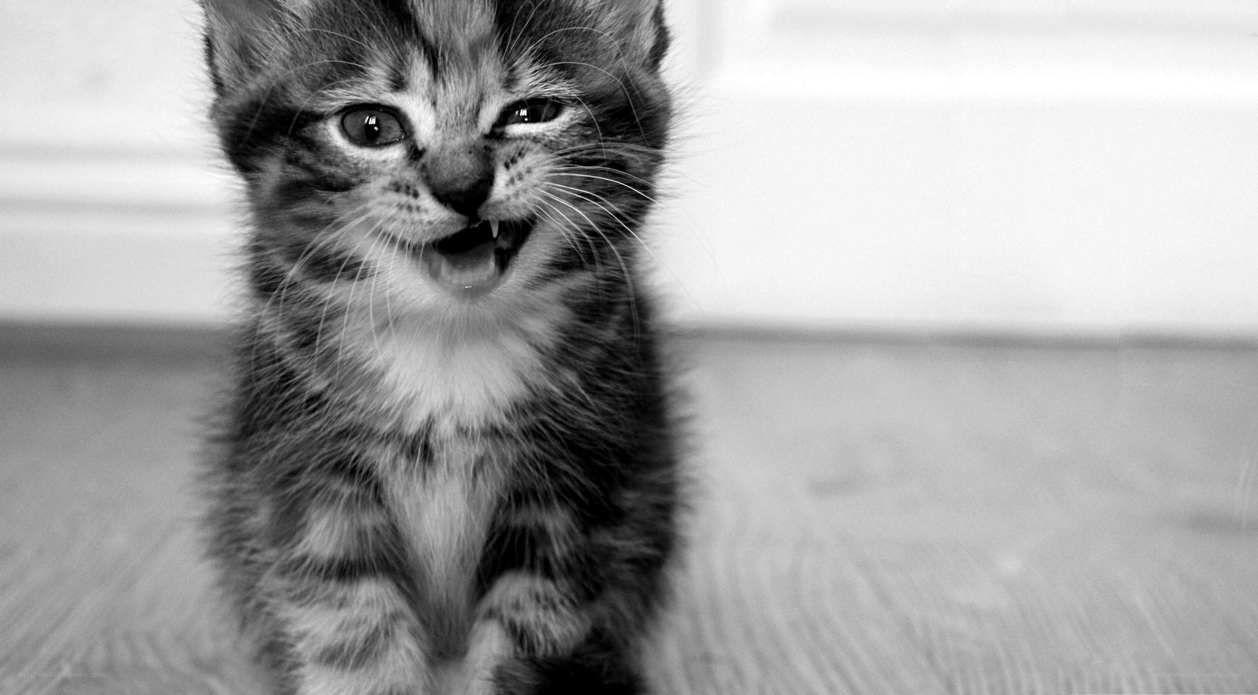 kitten with open mouth