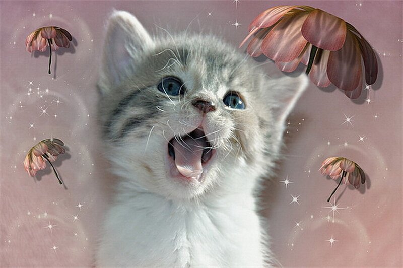 Kitten with Open Mouth — Pink