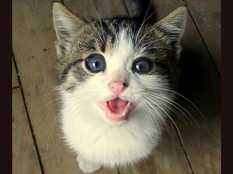 Kitten with Open Mouth — White, Playful