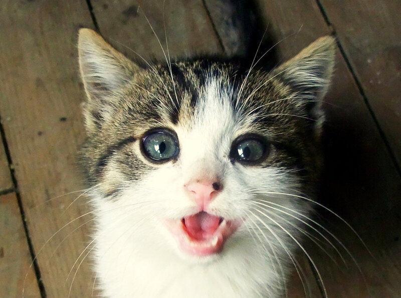 Kitten with Open Mouth — White