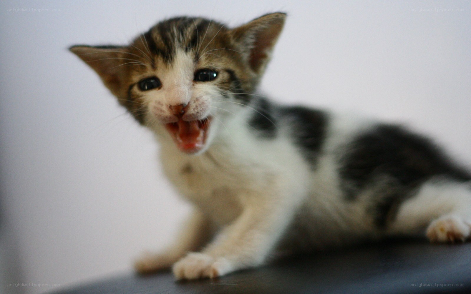kitten with open mouth
