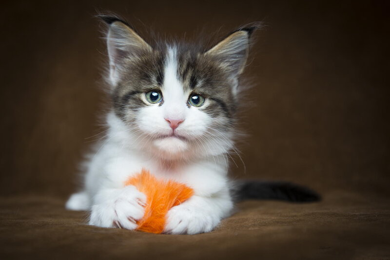 Kitten with Orange Toy