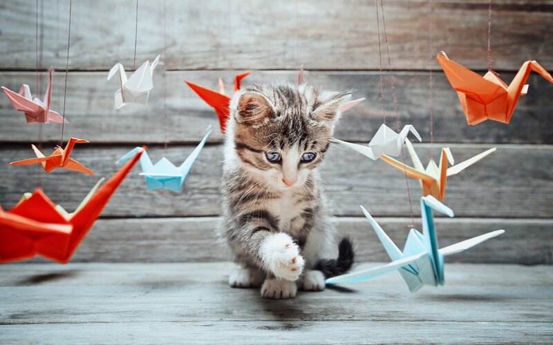 Kitten with Origami Cranes
