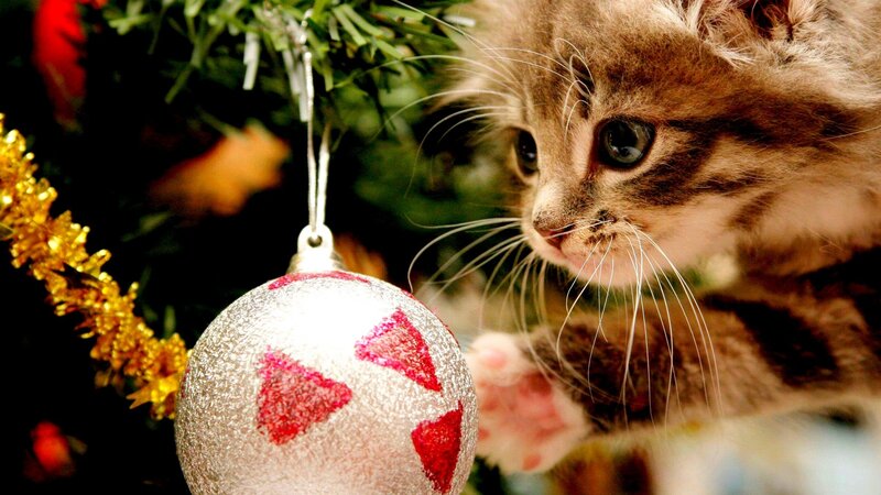 Kitten with Ornament — Green