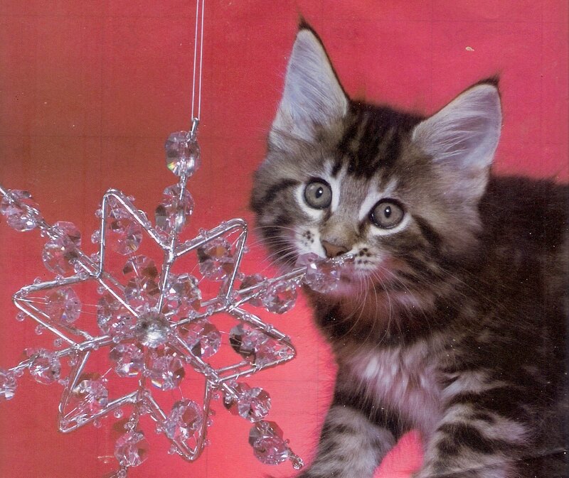 Kitten with Ornament — Red