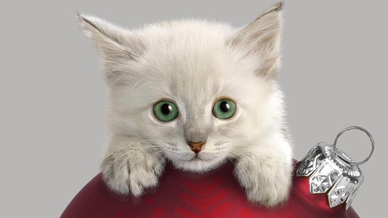 kitten with ornament