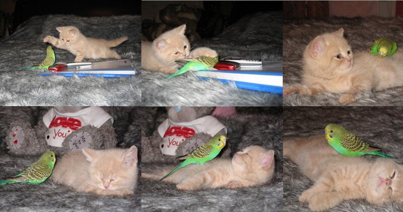 Kitten with Parakeet
