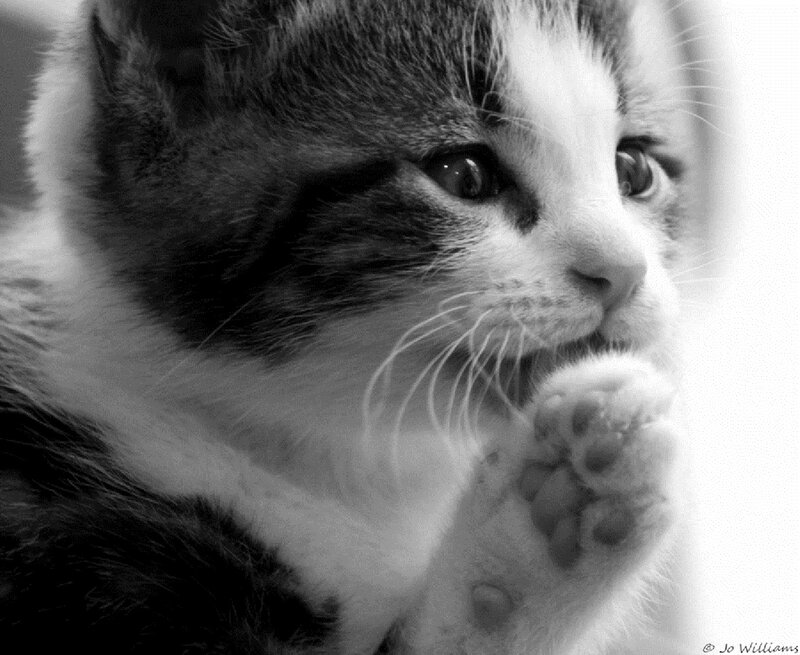 Kitten with Paw Raised — Black