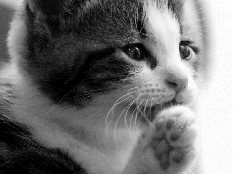 Kitten with Paw Raised