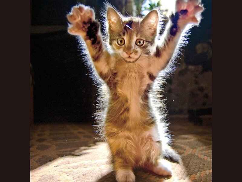 kitten with paws raised