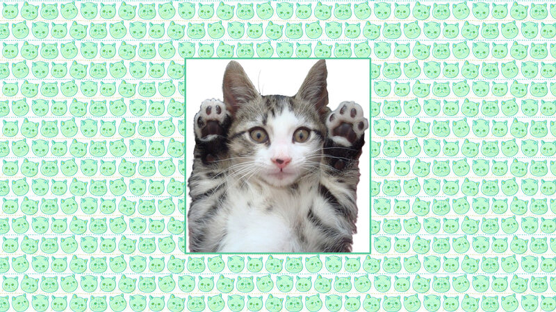 Kitten with Paws Up — White