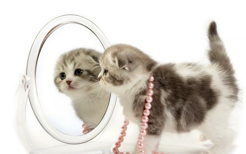 Kitten with Pearl Necklace — White