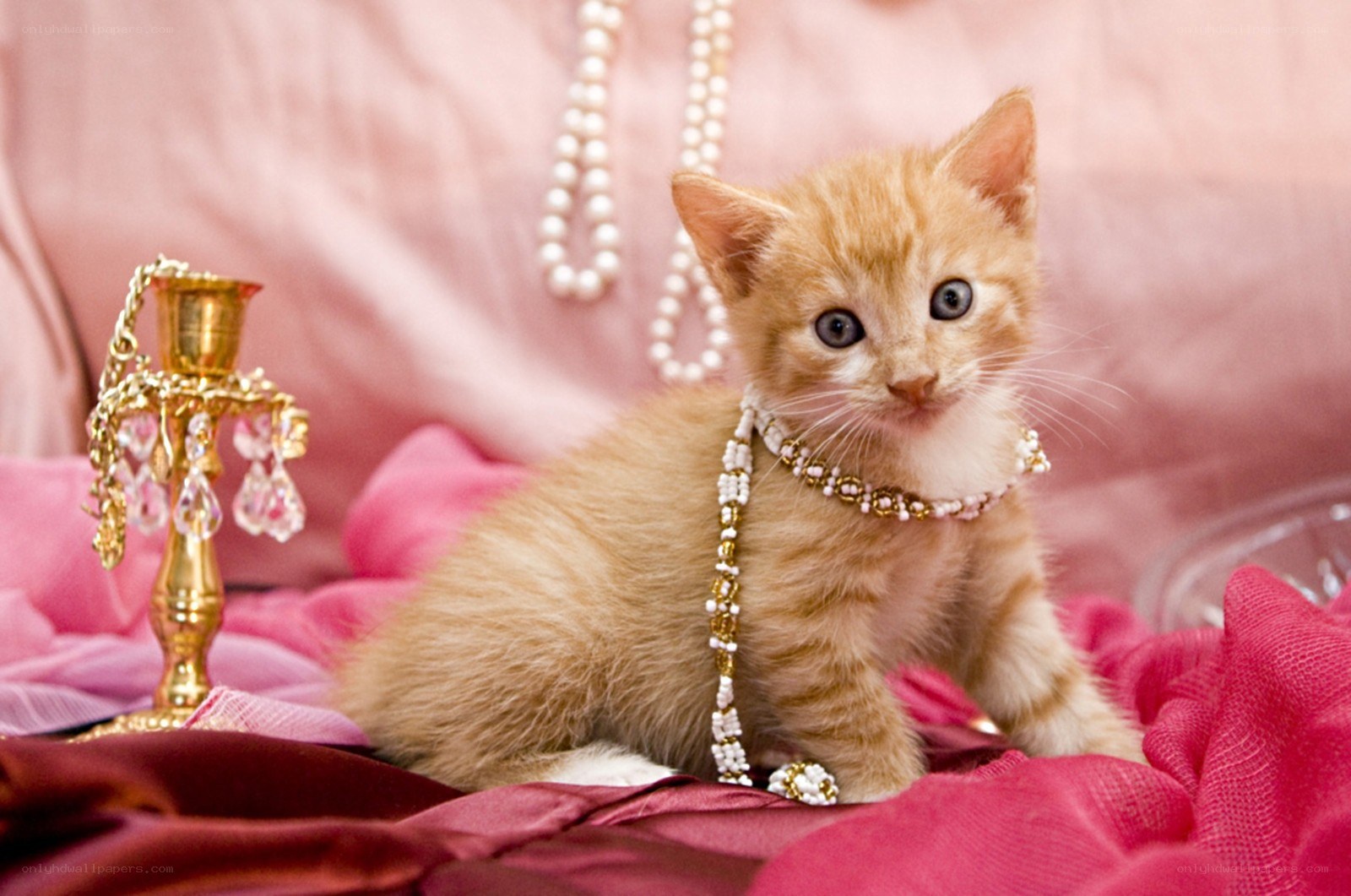 kitten with pearl necklace