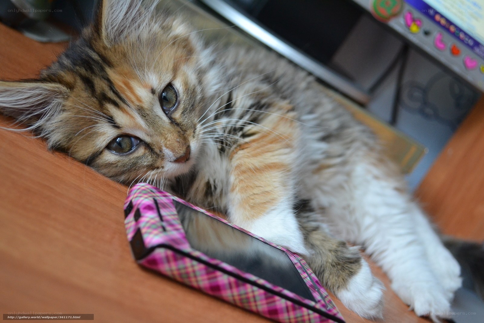 kitten with phone on desk