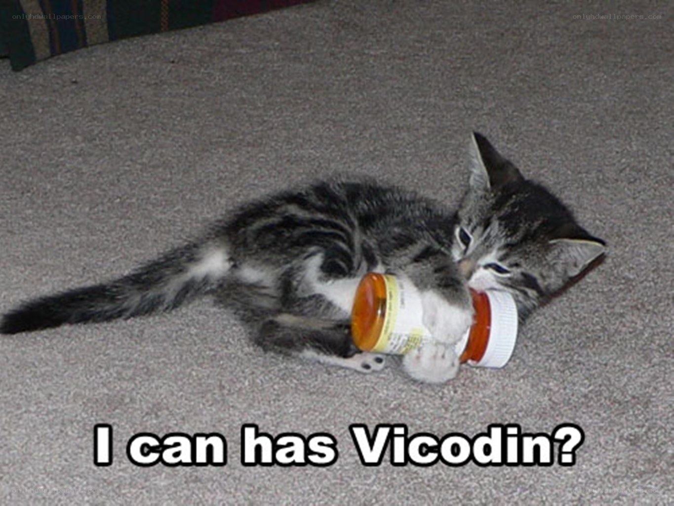 kitten with pill bottle