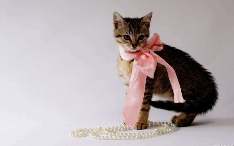 kitten with pink bow