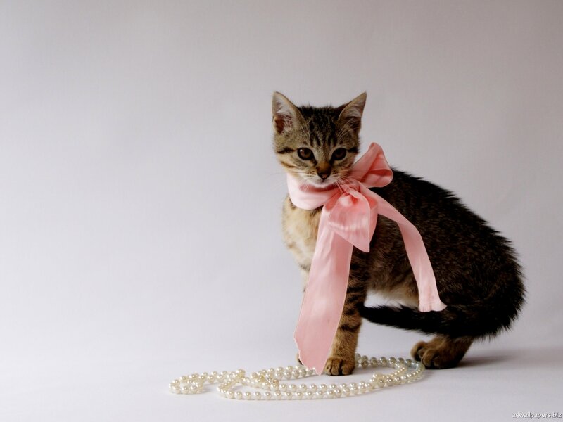 kitten with pink bow