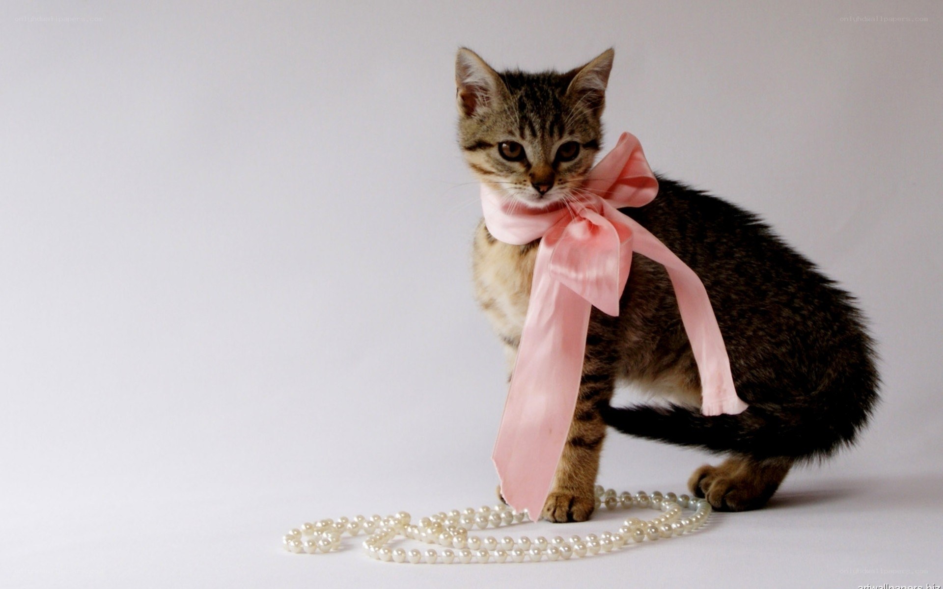 kitten with pink bow
