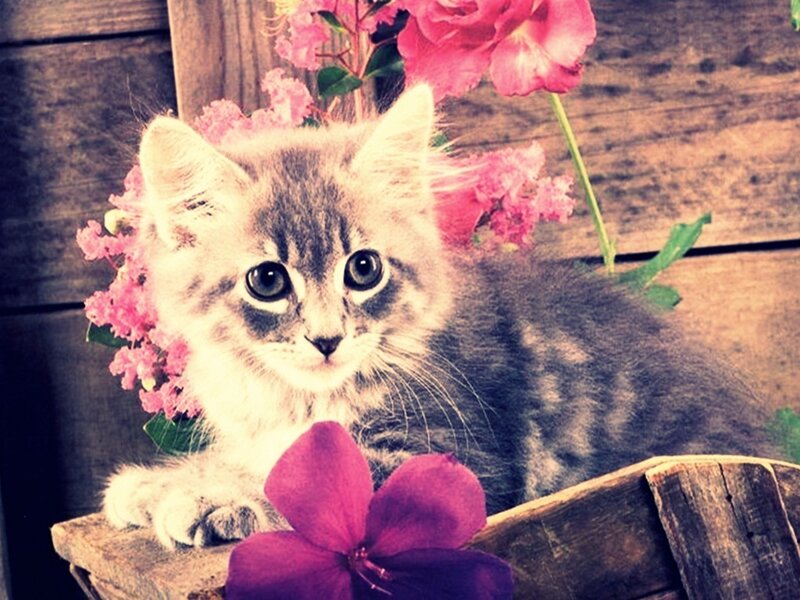 Kitten with Pink Flowers — Calm