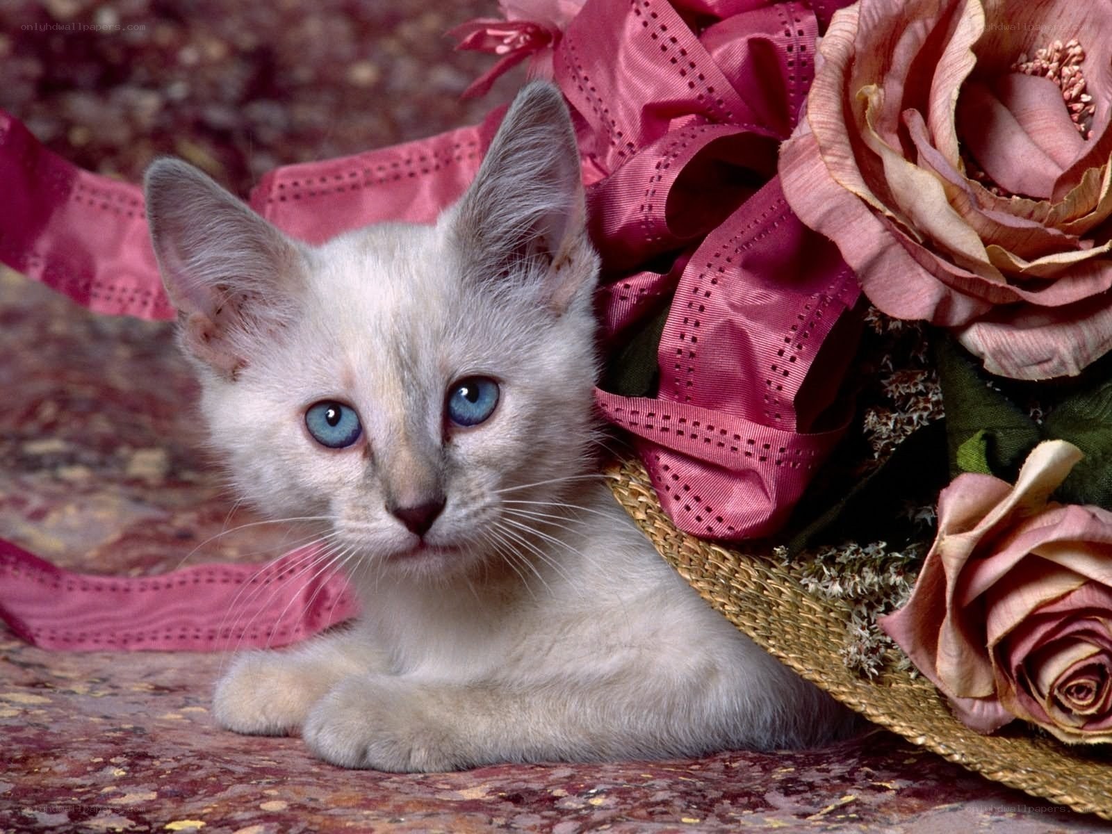 kitten with pink flowers