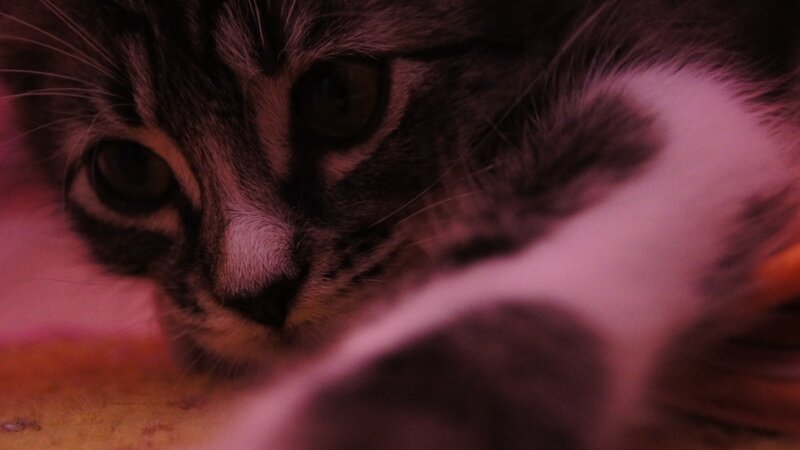 kitten with pink lighting