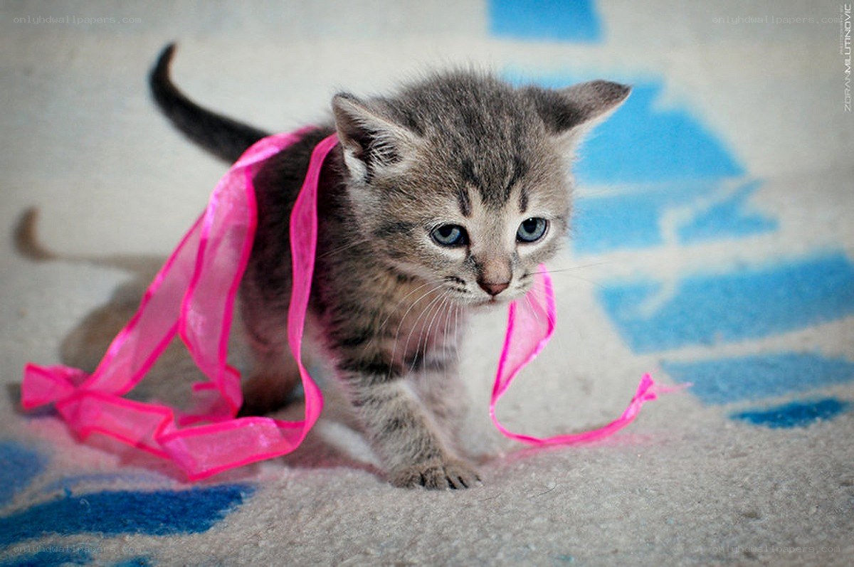 kitten with pink ribbon