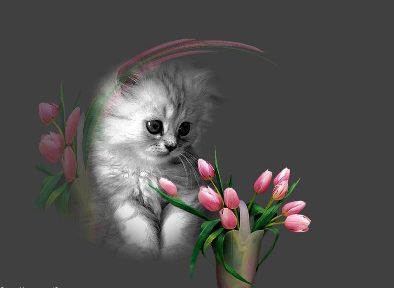 kitten with pink tulips