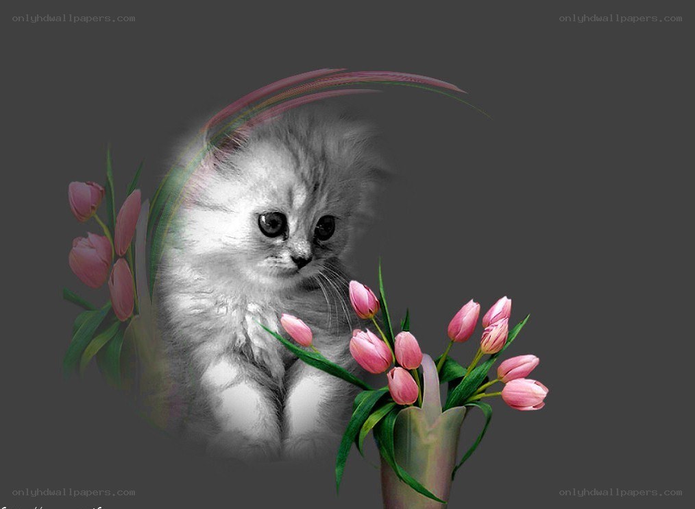 kitten with pink tulips