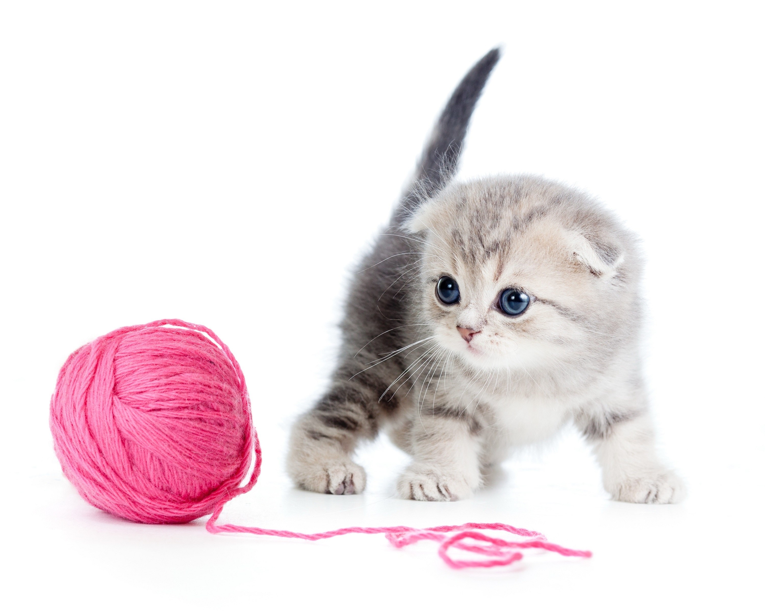 kitten with pink yarn ball
