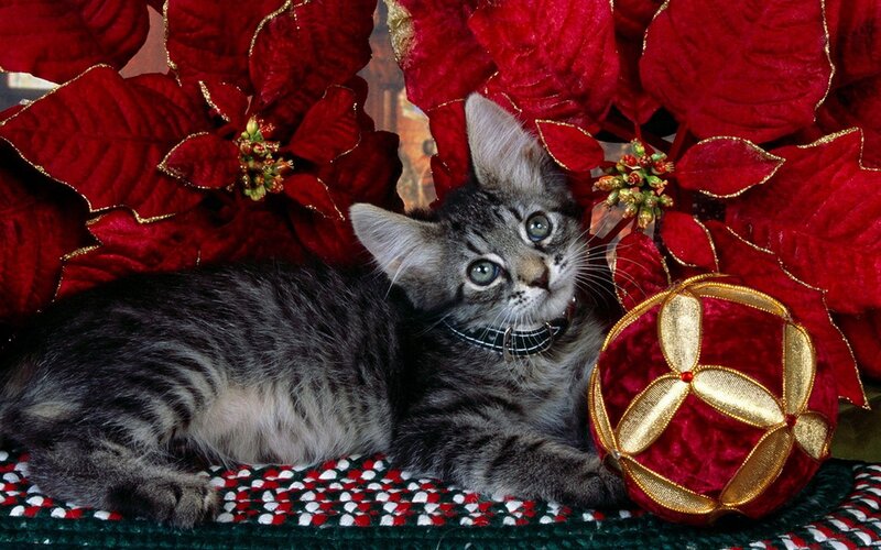 kitten with poinsettia and ornament