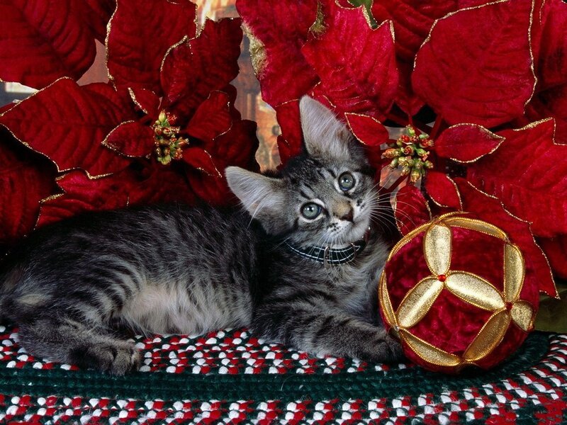 kitten with poinsettia and ornament
