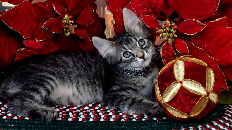 kitten with poinsettia and ornament