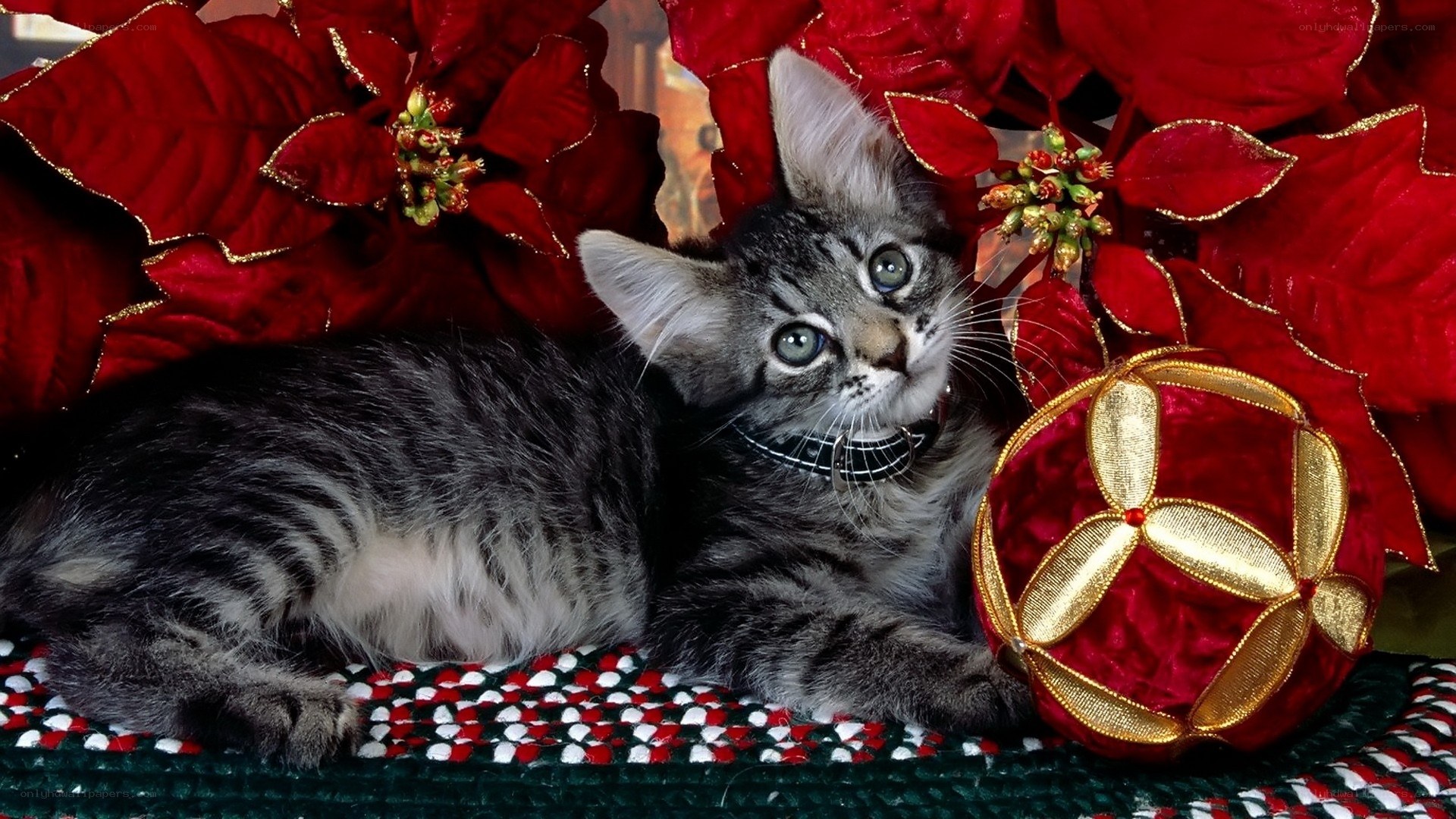 kitten with poinsettia