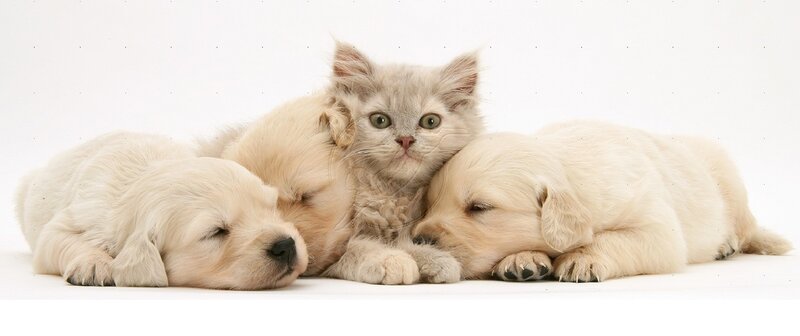 Kitten with Puppies