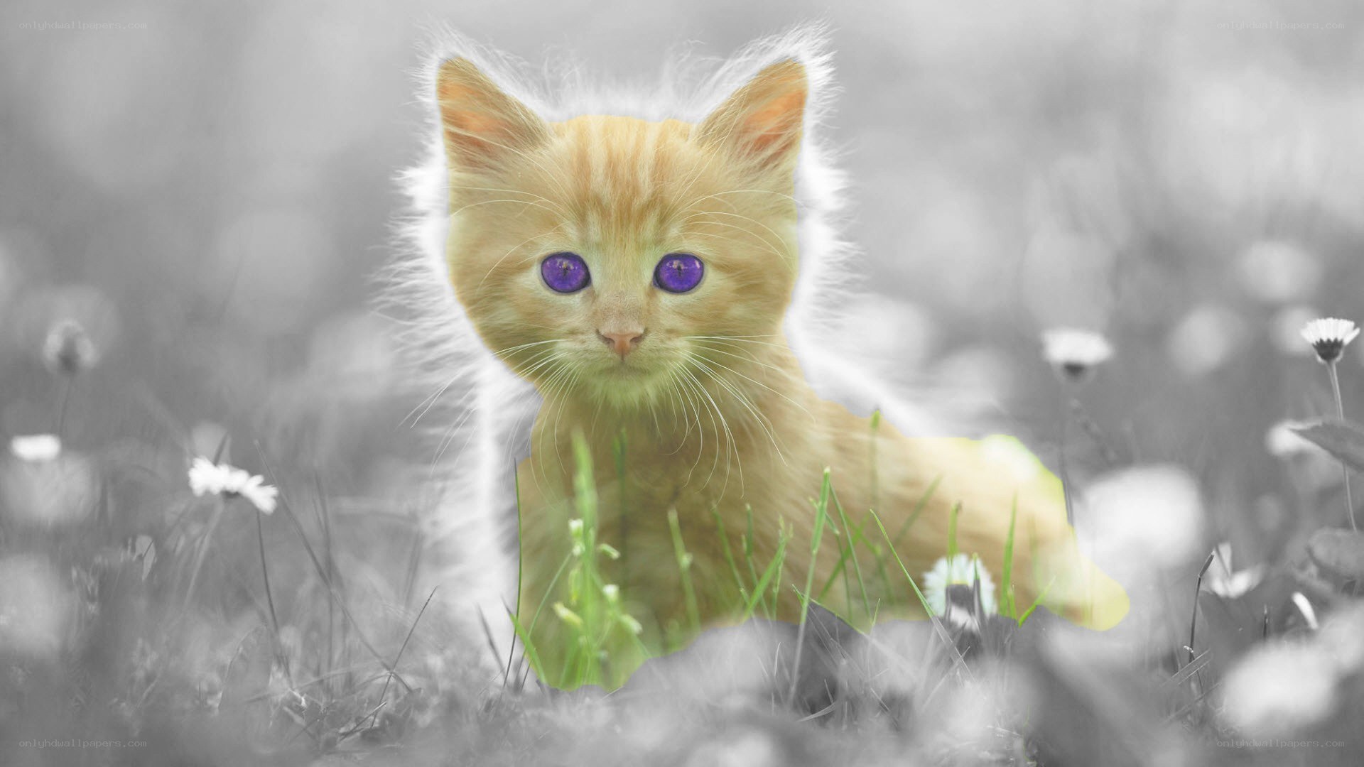 kitten with purple eyes