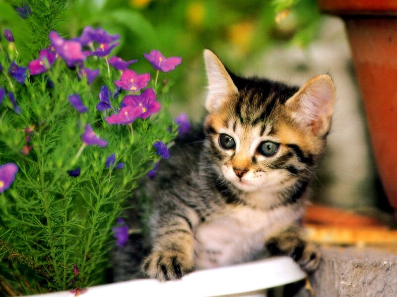 kitten with purple flowers