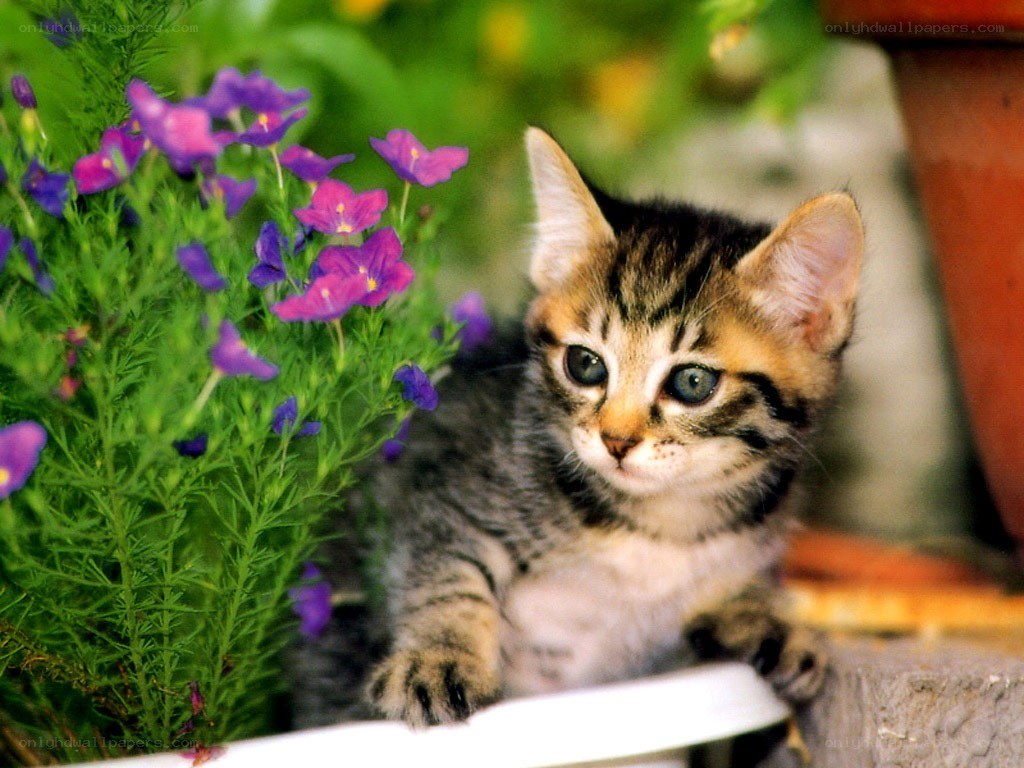 kitten with purple flowers