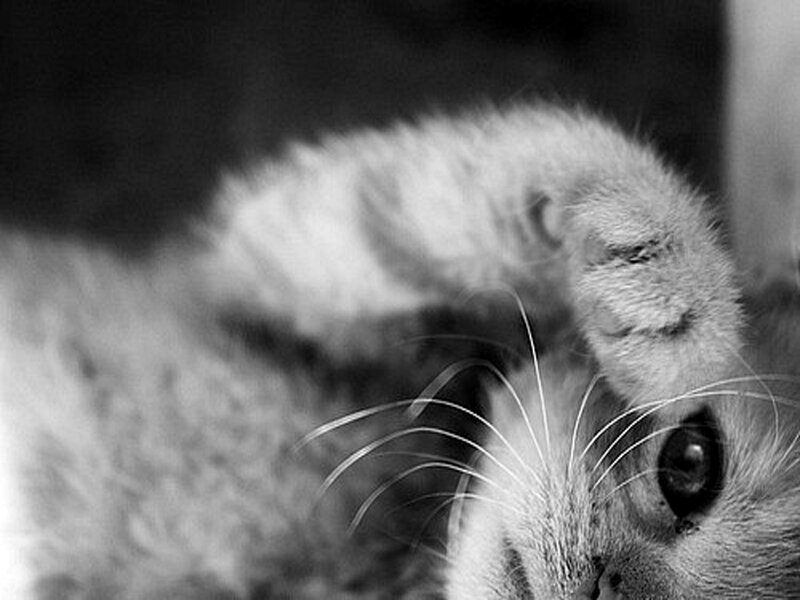 Kitten with Raised Paw — Black
