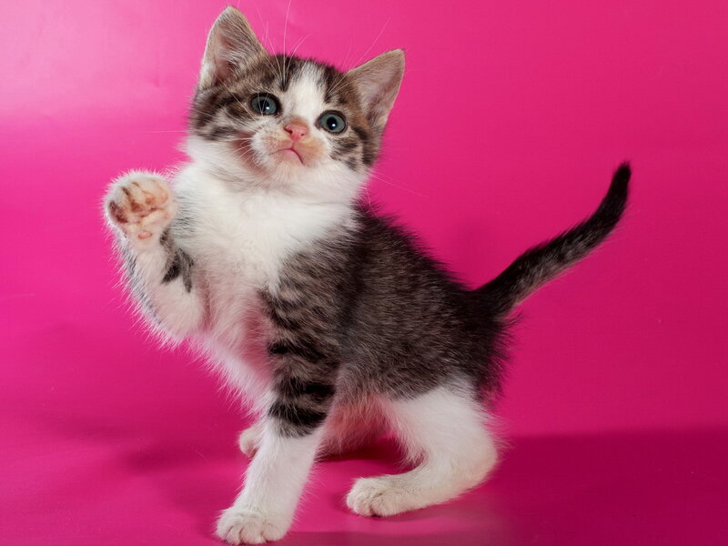 Kitten with Raised Paw — Pink