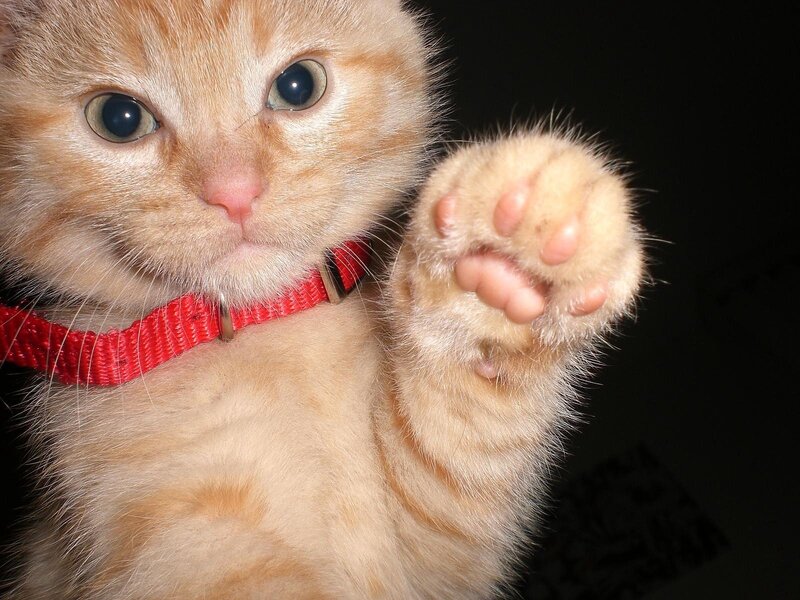 kitten with raised paw