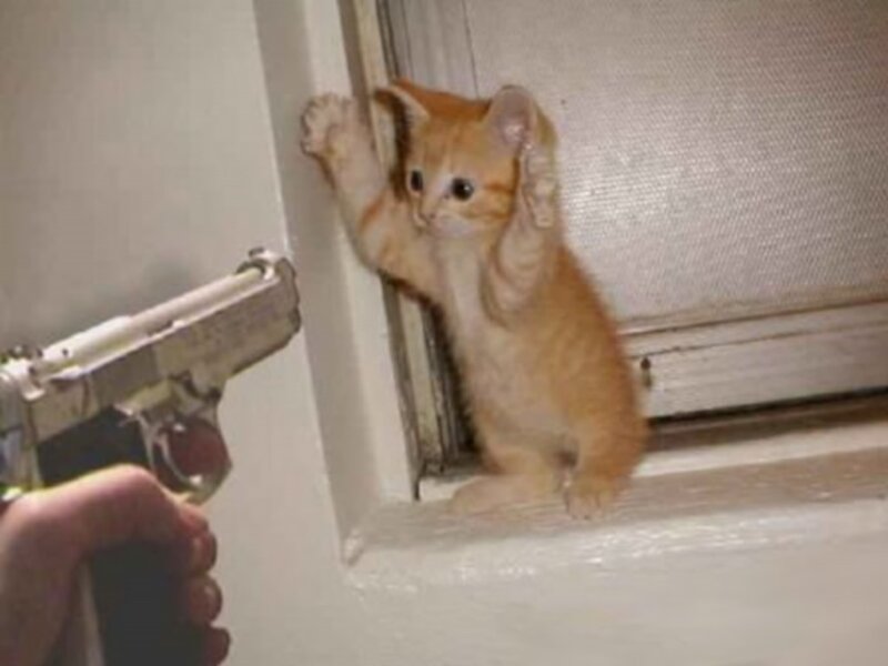 kitten with raised paws