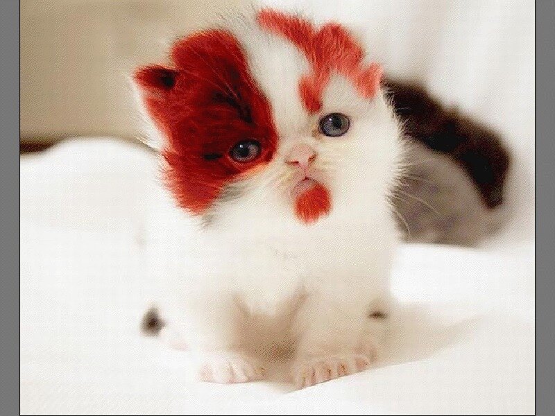 Kitten with Red Markings