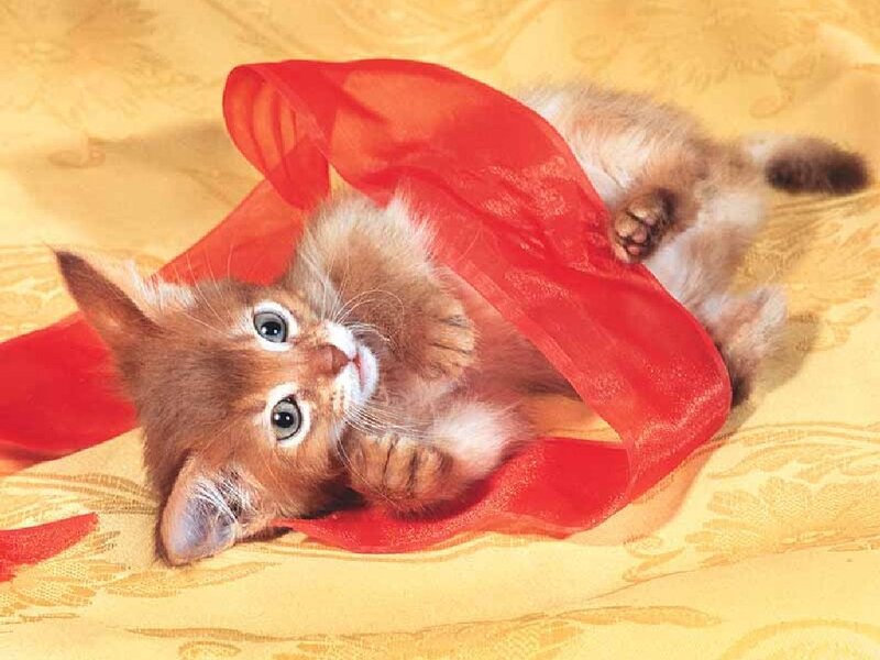 kitten with red ribbon
