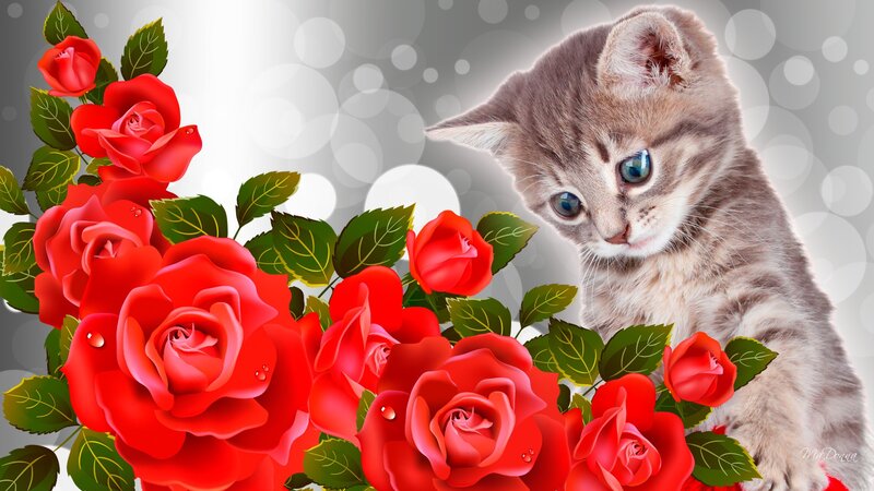 Kitten with Red Roses — Calm