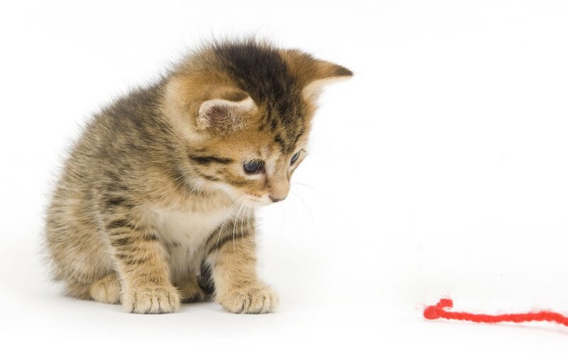 kitten with red string