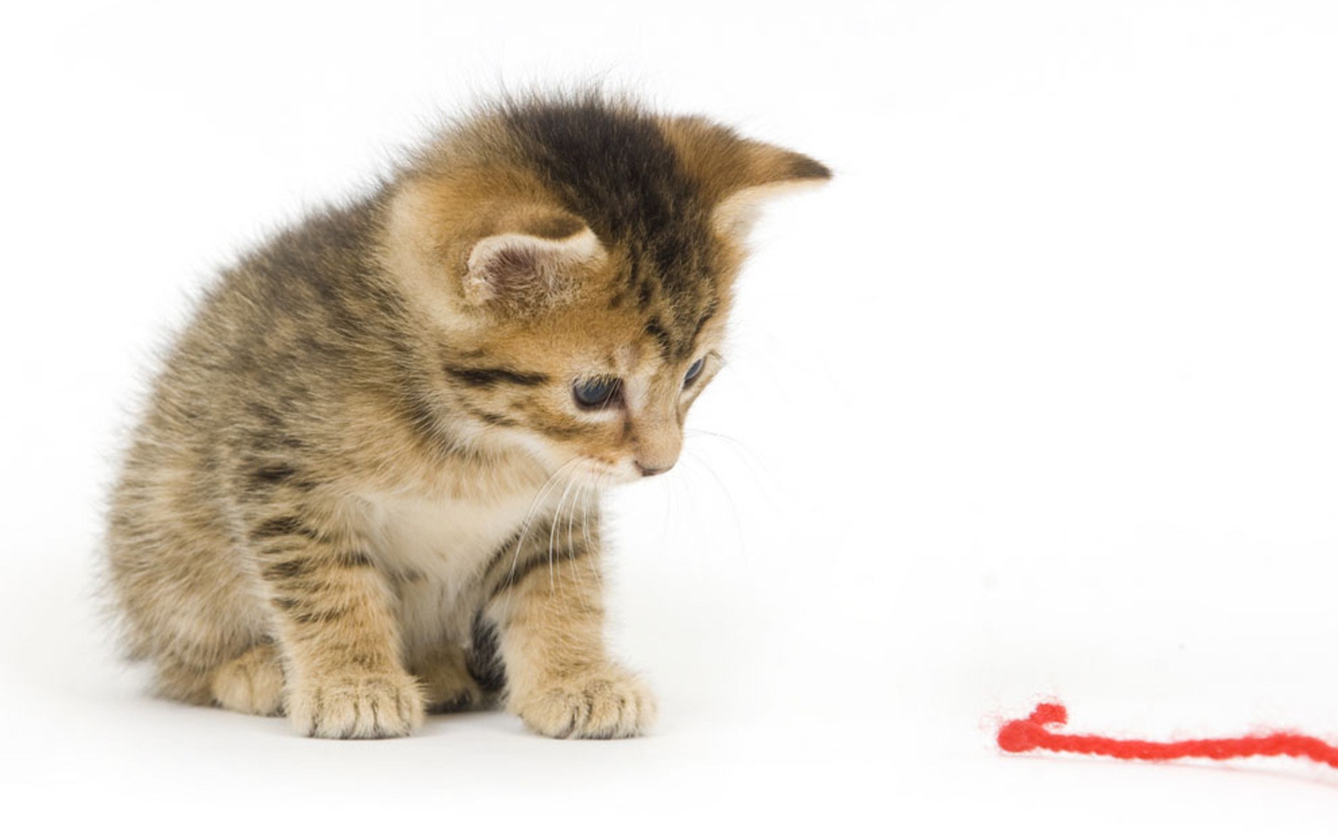 kitten with red string