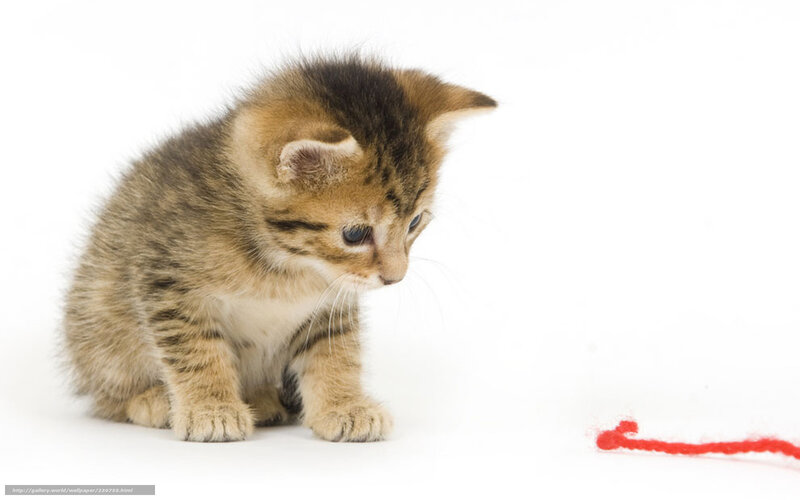 kitten with red yarn